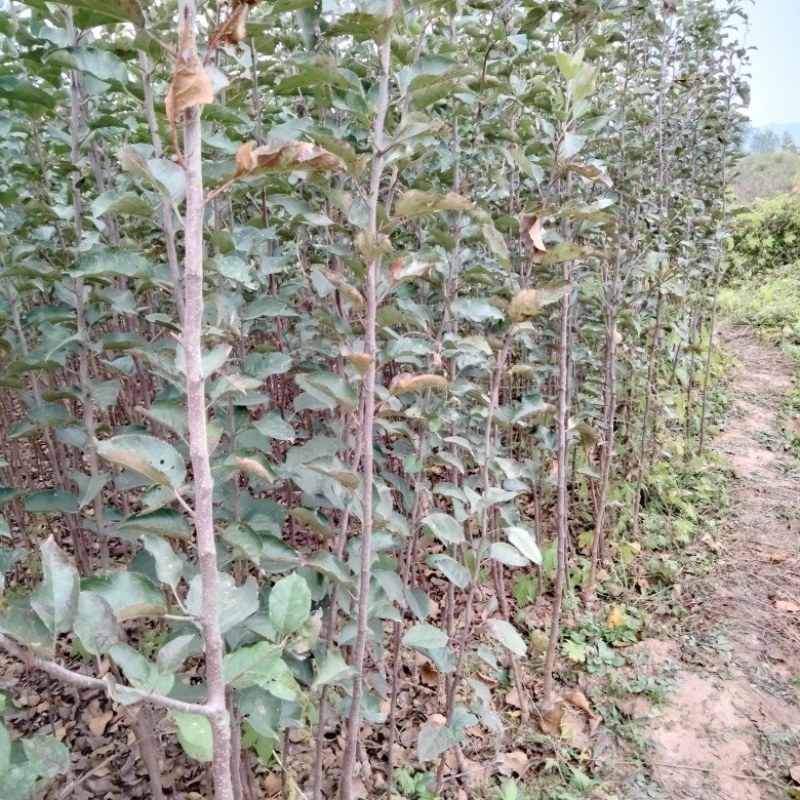 苹果苗，红富士苹果苗，烟富苹果苗。大量出售。