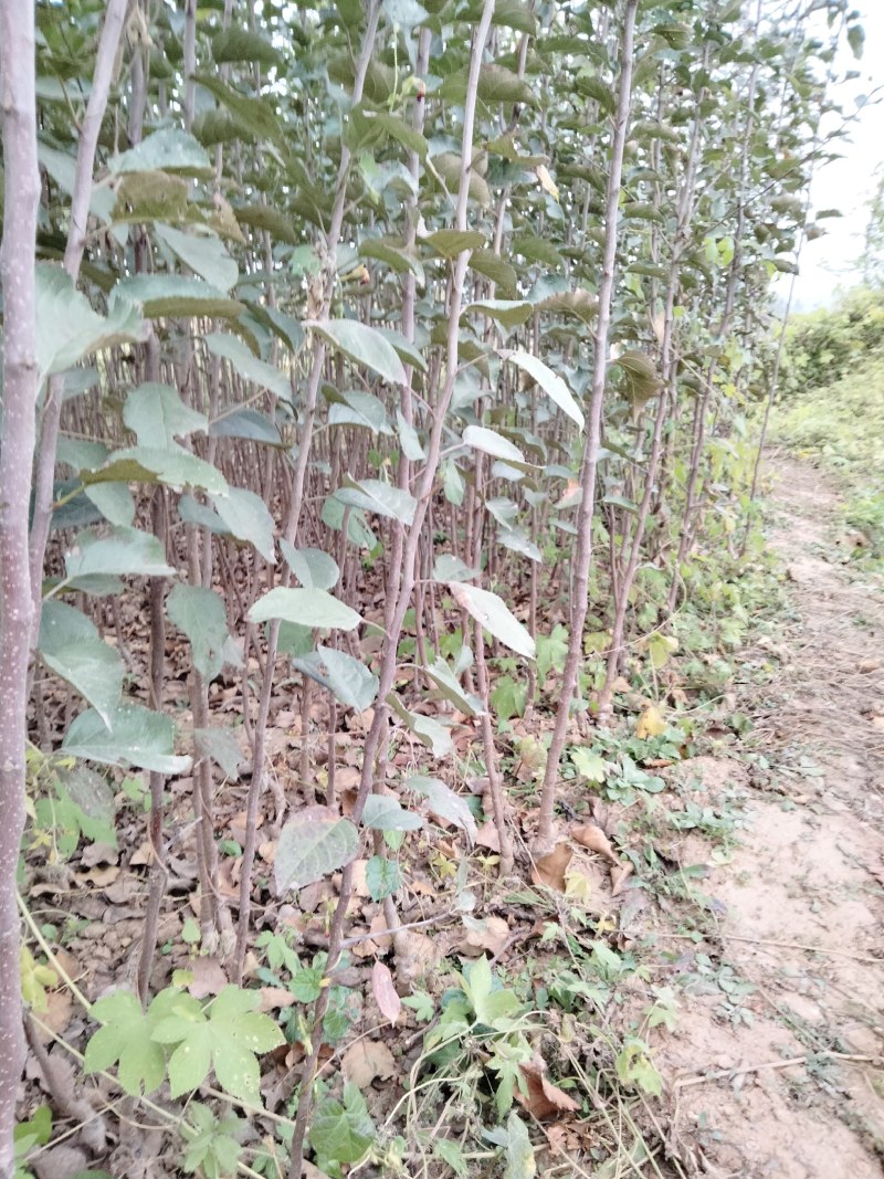 苹果苗，红富士苹果苗，烟富苹果苗。大量出售。