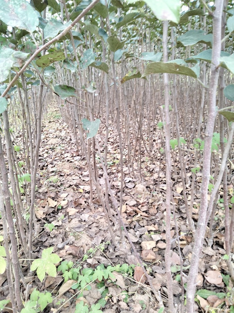 苹果苗，红富士苹果苗，烟富苹果苗。大量出售。