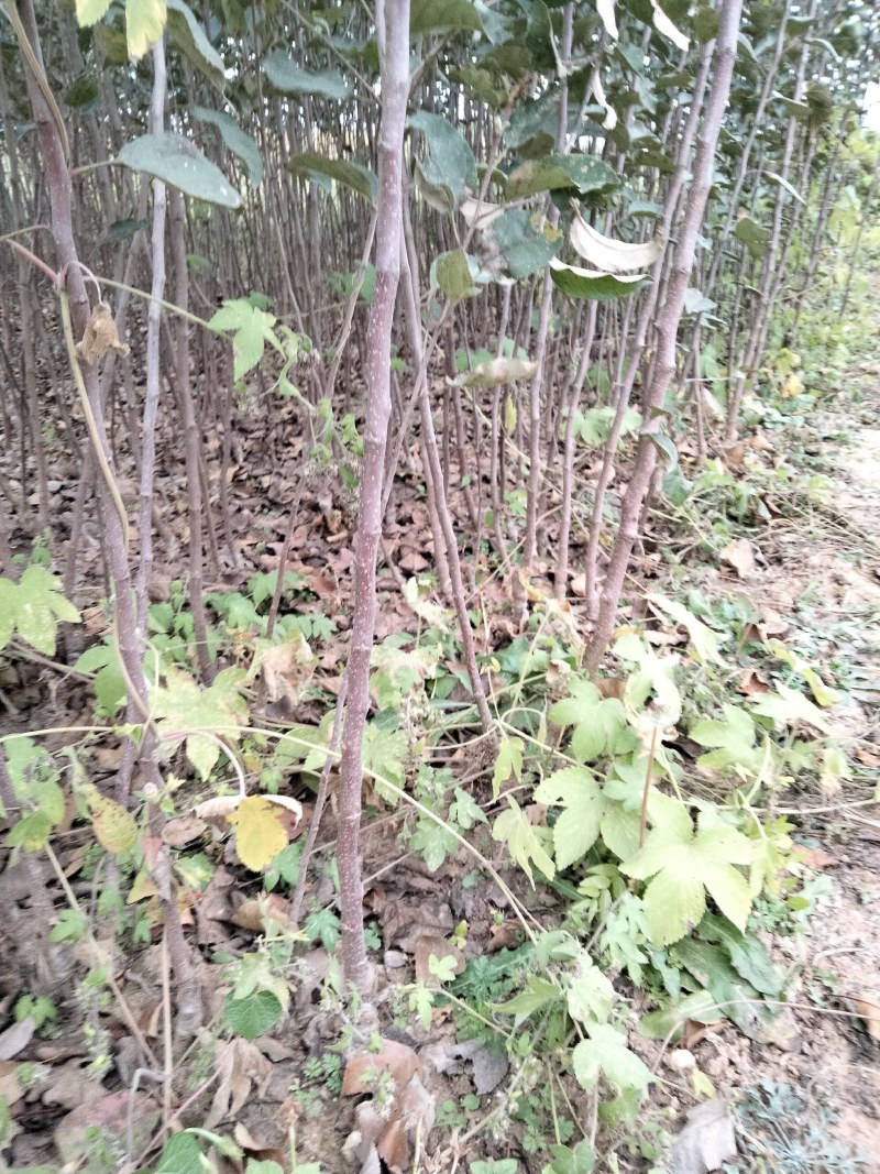 苹果苗，红富士苹果苗，烟富苹果苗。大量出售。