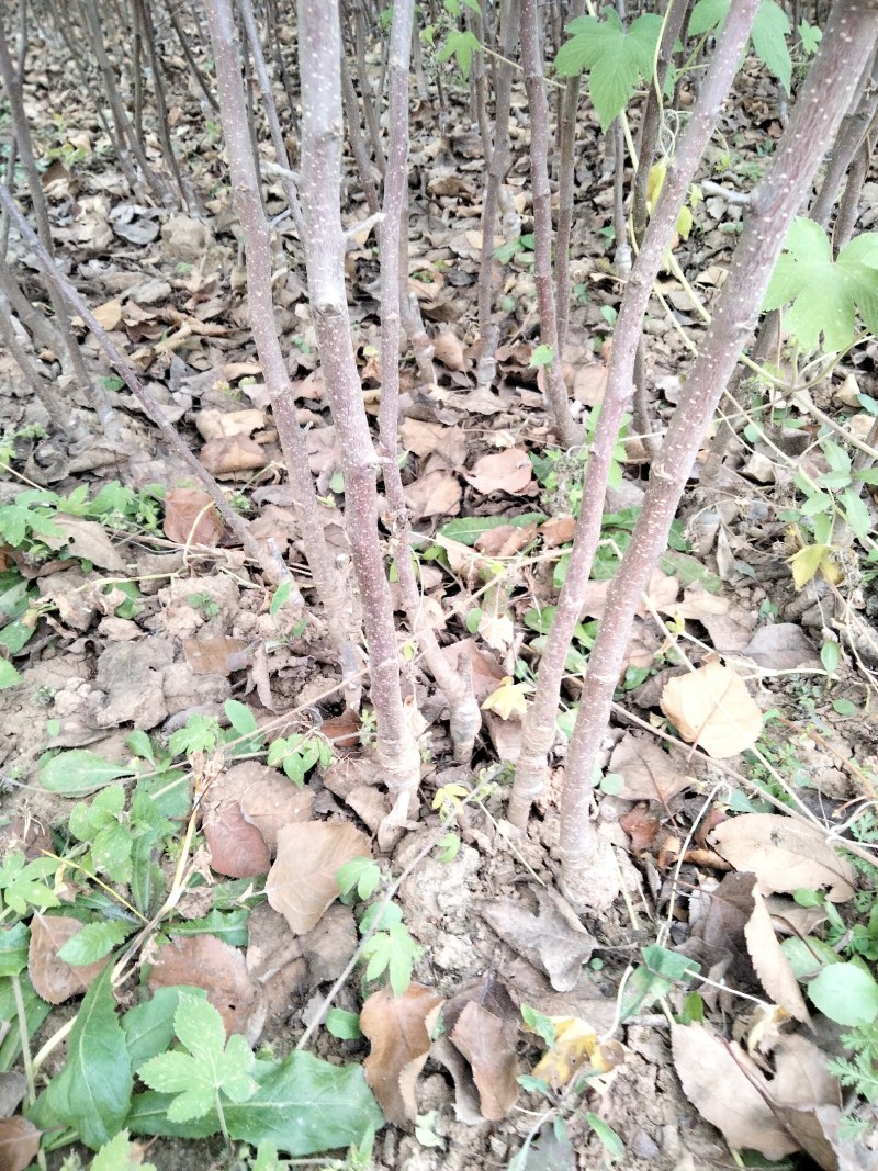 苹果苗，红富士苹果苗，烟富苹果苗。大量出售。