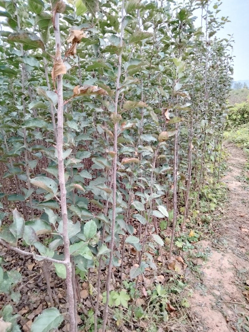 苹果苗，红富士苹果苗，烟富苹果苗。大量出售。