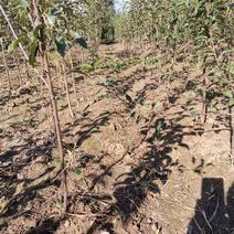 吉林省四平市梨树县果树苗培育基地长年对外出售各种果树苗