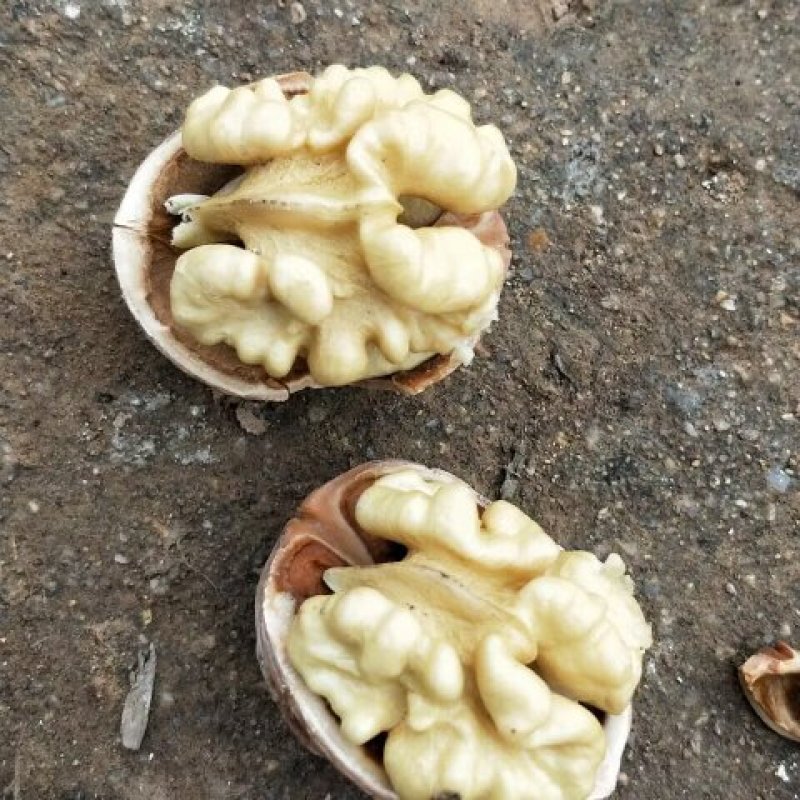 薄皮纸皮干核桃，产地发货，规格品种齐全，货量大，白仁为主