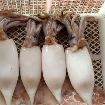 二去南沙鱿鱼，不发水，不泡药，不缩水，合适市场，餐厅，饭