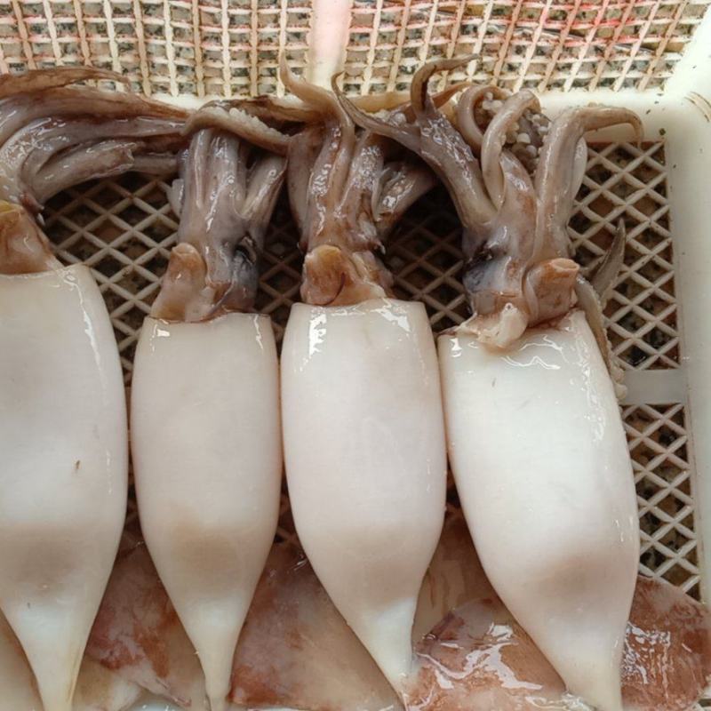 二去南沙鱿鱼，不发水，不泡药，不缩水，合适市场，餐厅，饭