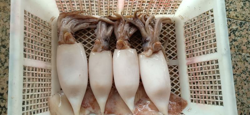 二去南沙鱿鱼，不发水，不泡药，不缩水，合适市场，餐厅，饭