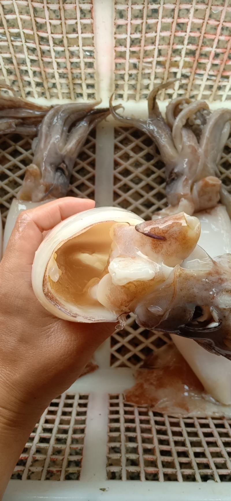 二去南沙鱿鱼，不发水，不泡药，不缩水，合适市场，餐厅，饭