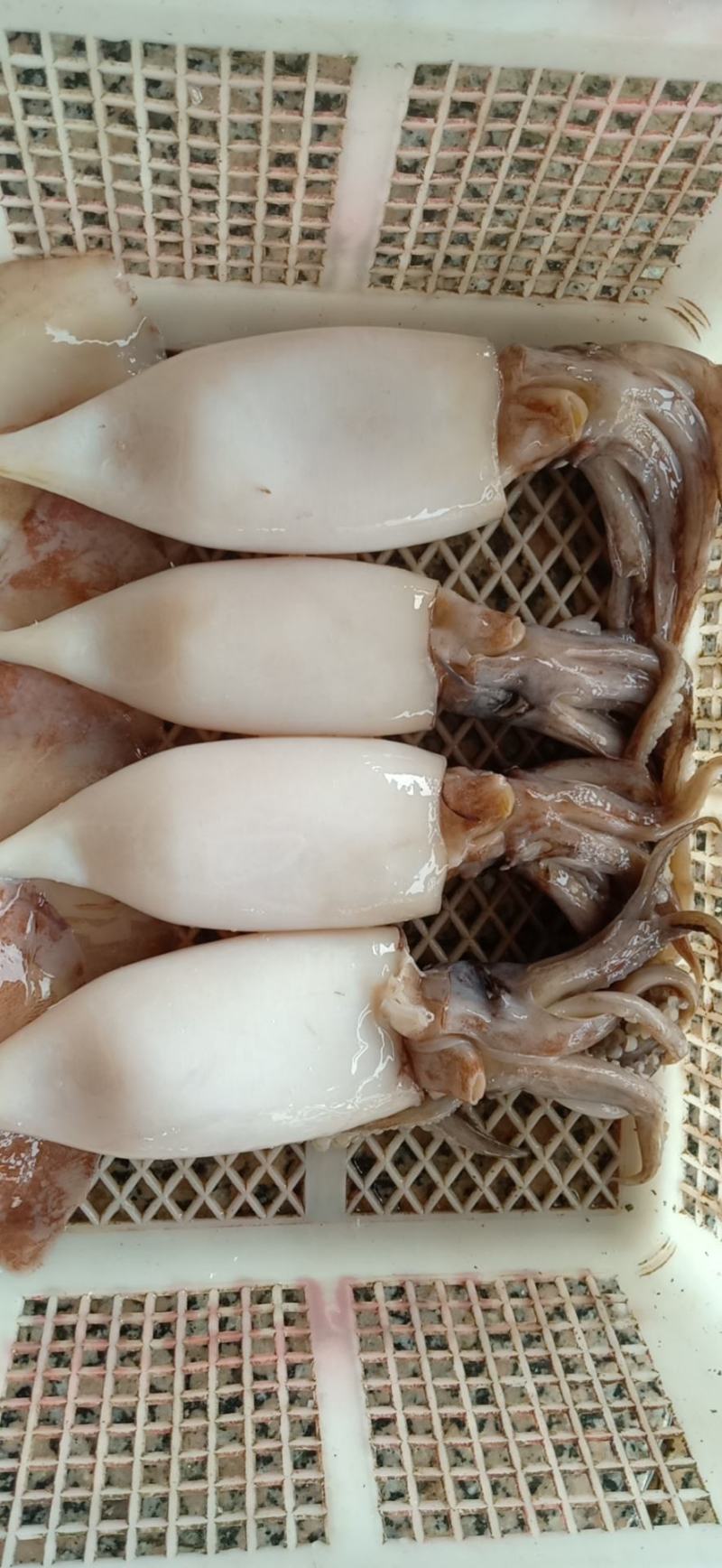 二去南沙鱿鱼，不发水，不泡药，不缩水，合适市场，餐厅，饭