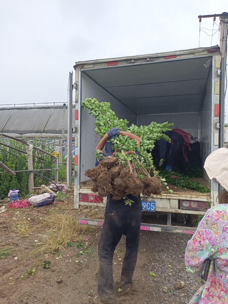 北海道黄杨，绿篱推荐品种，四级长青，抗寒抗旱