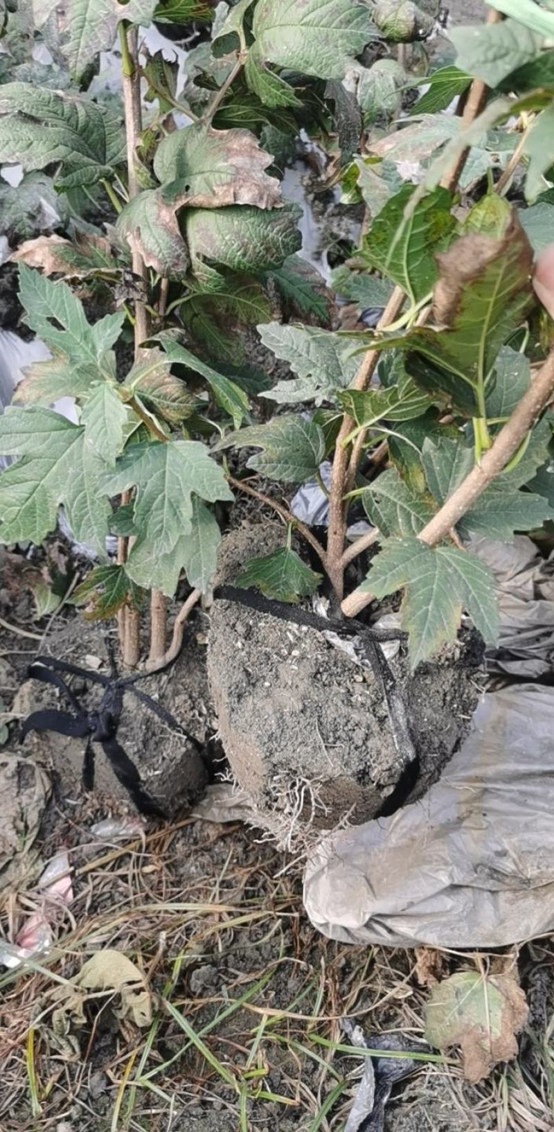 欧洲木绣球玫瑰，大量有货，基地批发，自产自销。