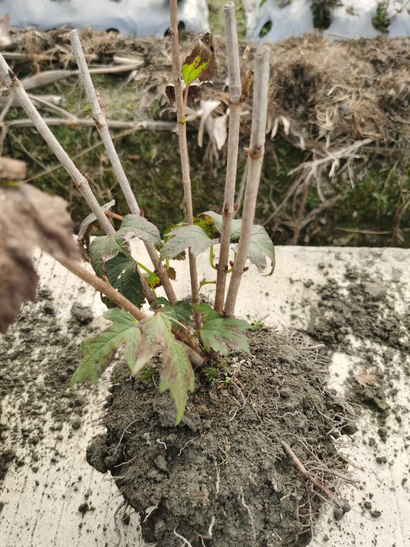 欧洲木绣球玫瑰，大量有货，基地批发，自产自销。