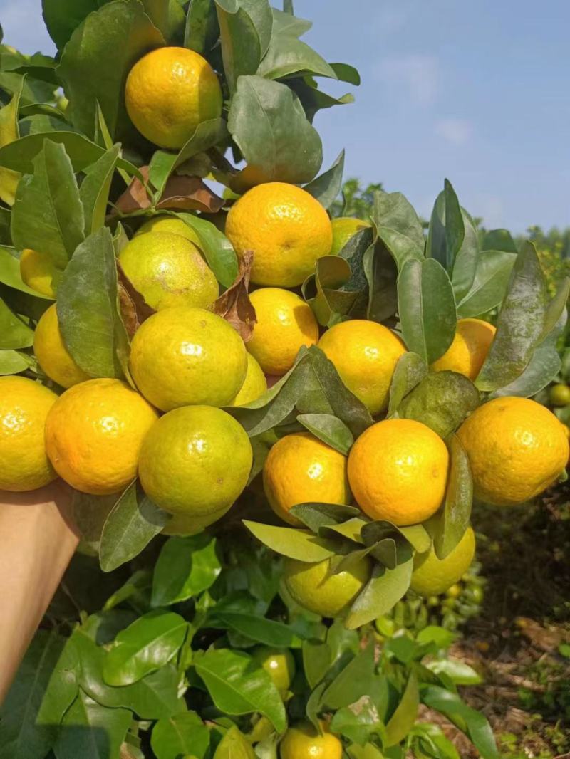 柠檬头陈皮柑苗