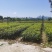 良种油茶大杯苗