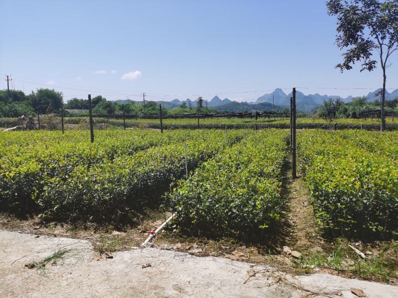良种油茶大杯苗