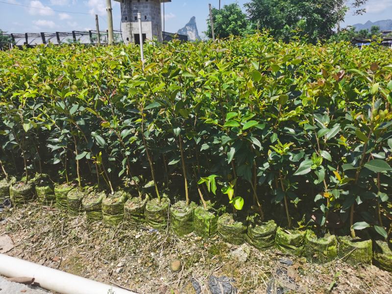 良种油茶大杯苗