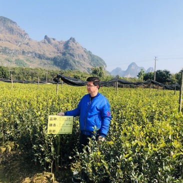 良种油茶大杯苗