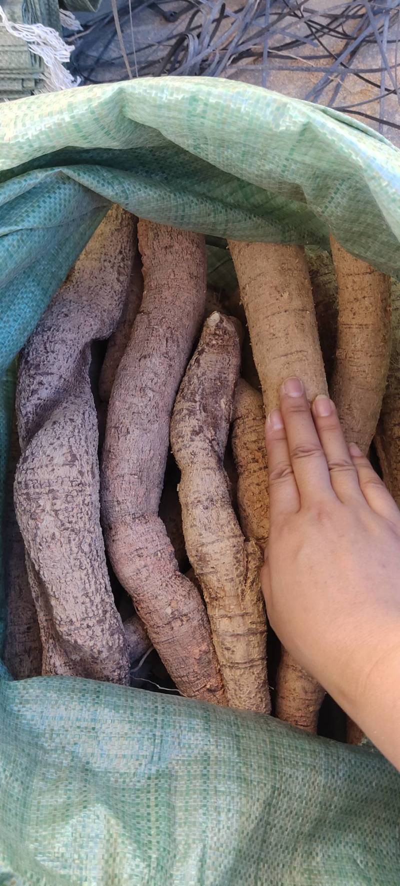 新鲜牛大力，中叶牛，煲汤靓货甘甜，各种规格齐全
