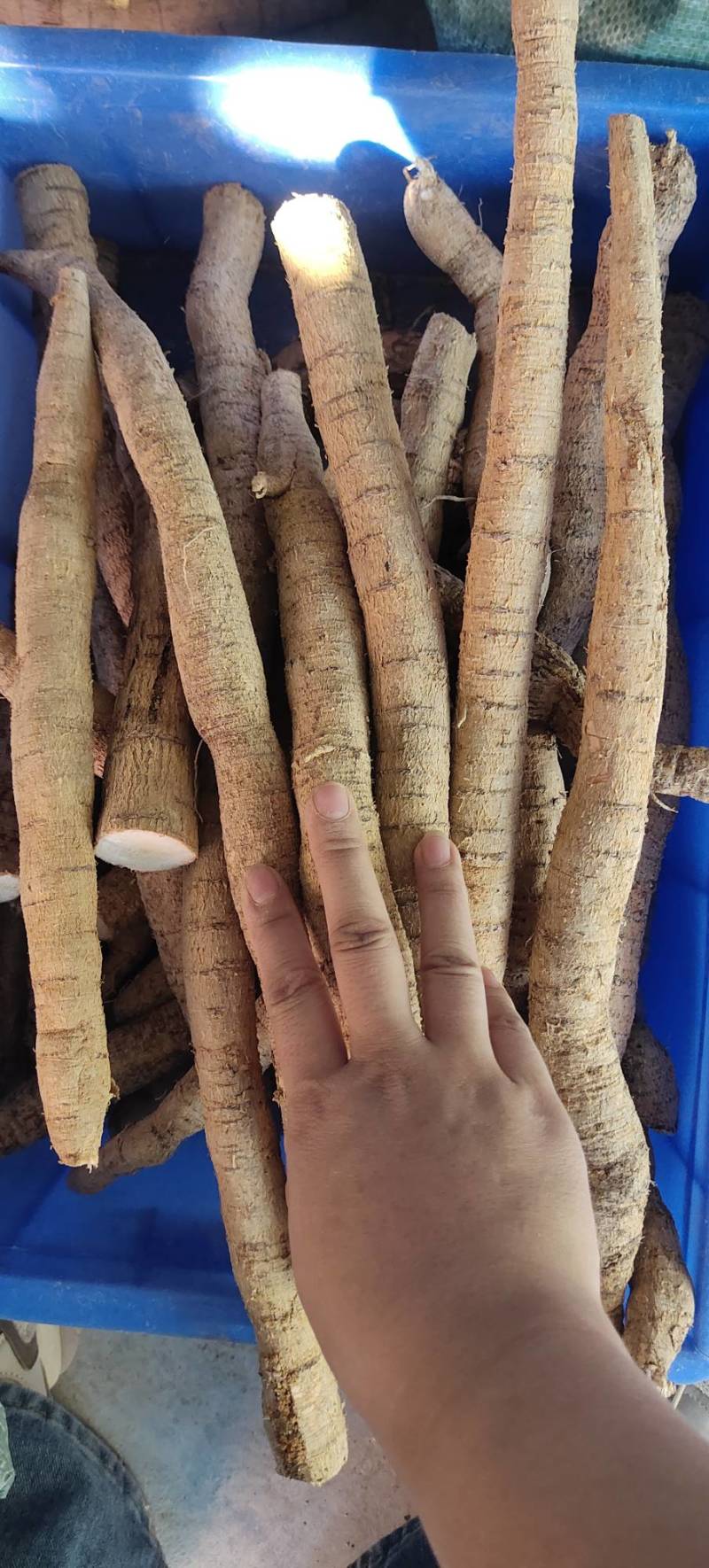 新鲜牛大力，中叶牛，煲汤靓货甘甜，各种规格齐全