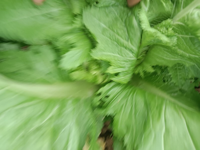 儿菜，早熟儿菜，可以开始咯