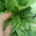 儿菜，早熟儿菜，可以开始咯