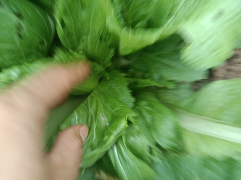 儿菜，早熟儿菜，可以开始咯