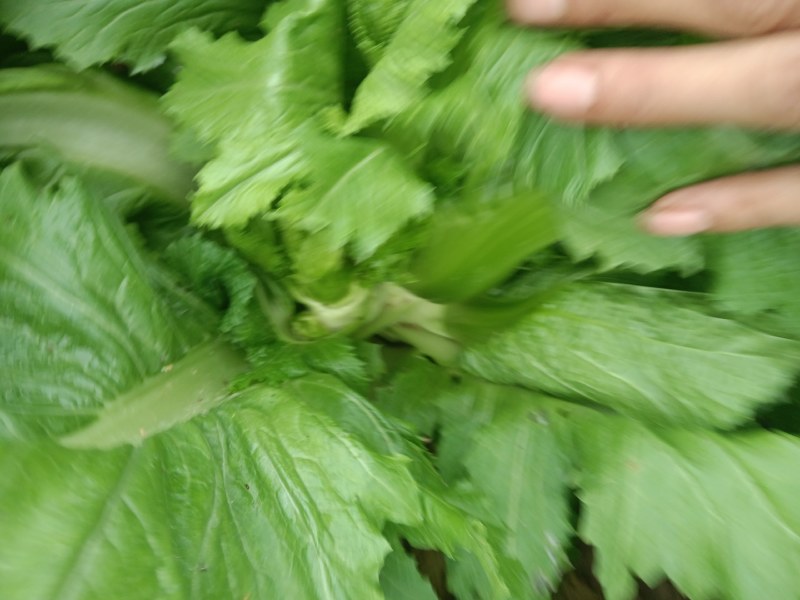 儿菜，早熟儿菜，可以开始咯