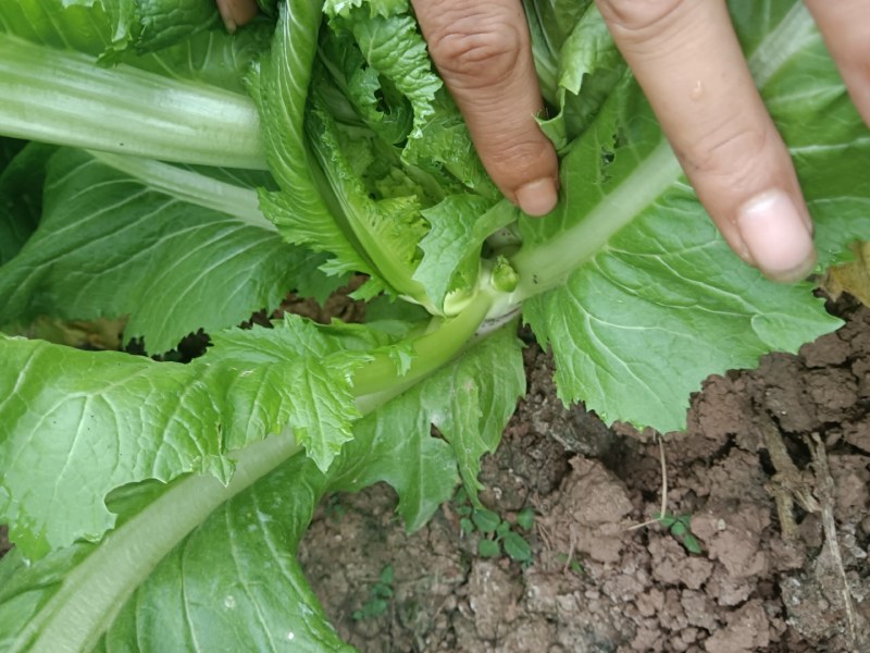 儿菜，早熟儿菜，可以开始咯