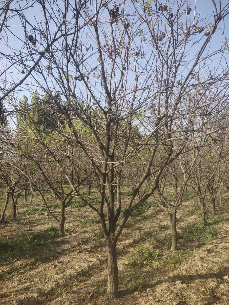 10公分的文冠果精品文冠果树量大河北千亩文冠果基地常年供