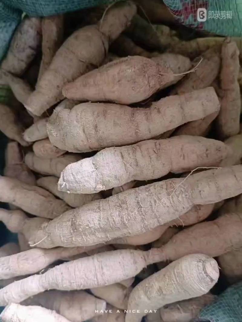 新鲜中叶牛，串牛牛，圆牛，大牛，特大牛，煲汤泡酒口味甘甜