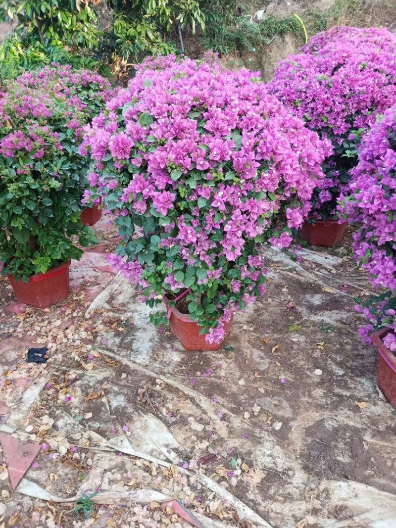 福建漳州花卉苗圃基地多色花三角梅长期供货量大从优