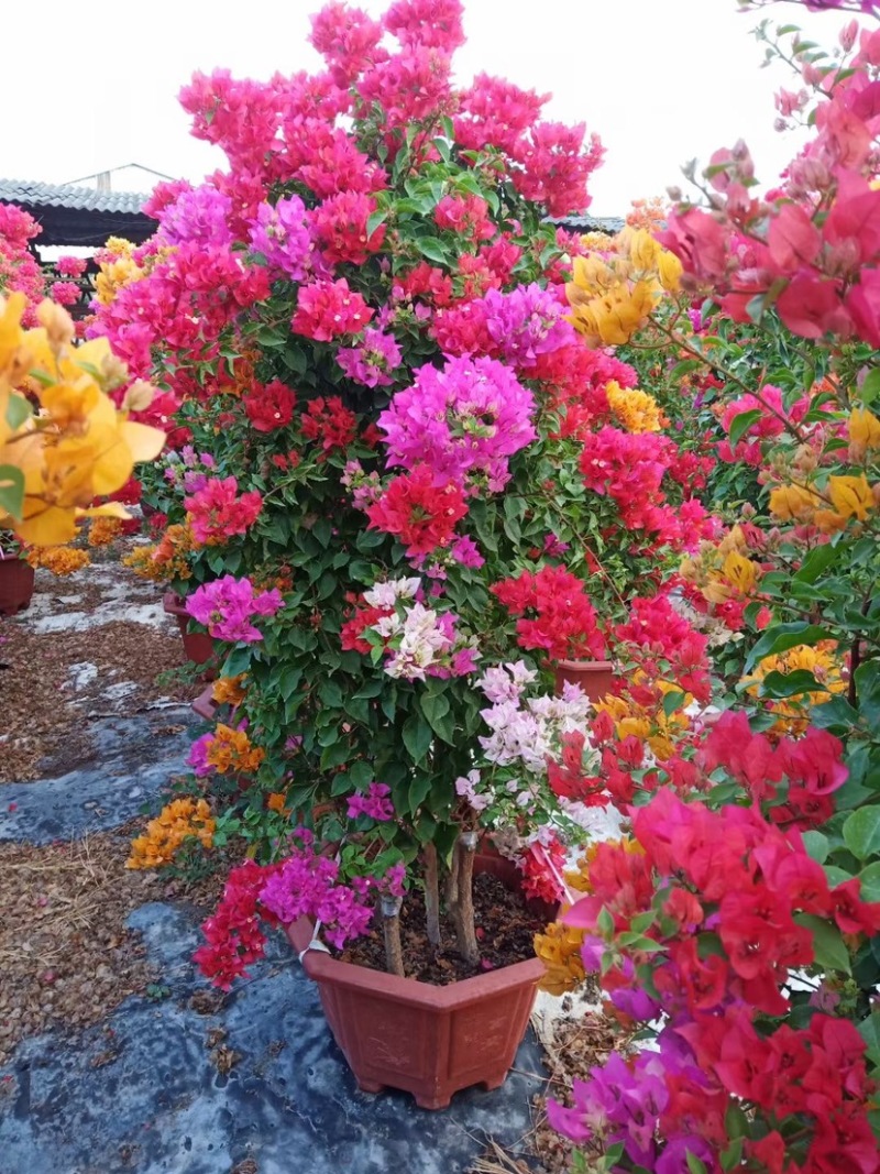 福建漳州花卉苗圃基地多色花三角梅长期供货量大从优