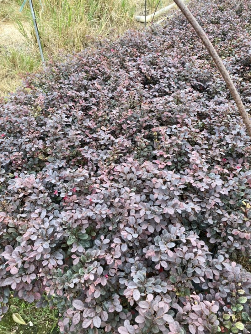 福建漳州基地红继中袋，大袋与精品球欢迎全国老板前来考察