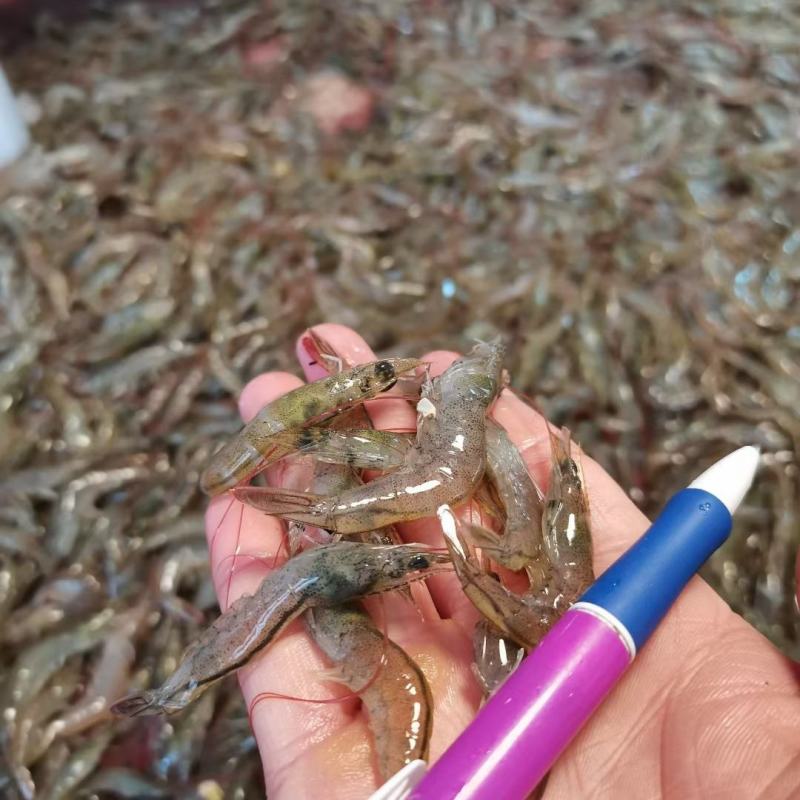 小海虾