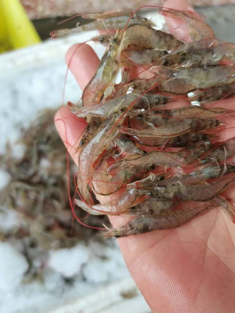 小海虾