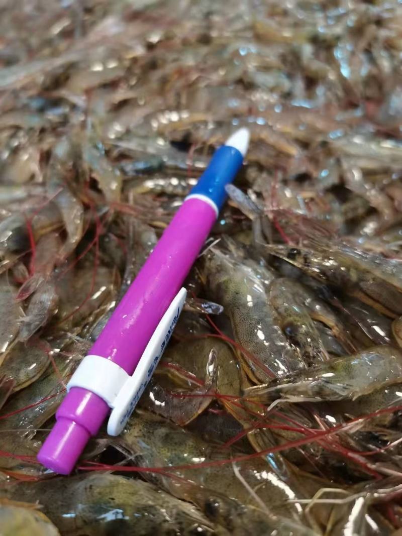 小海虾