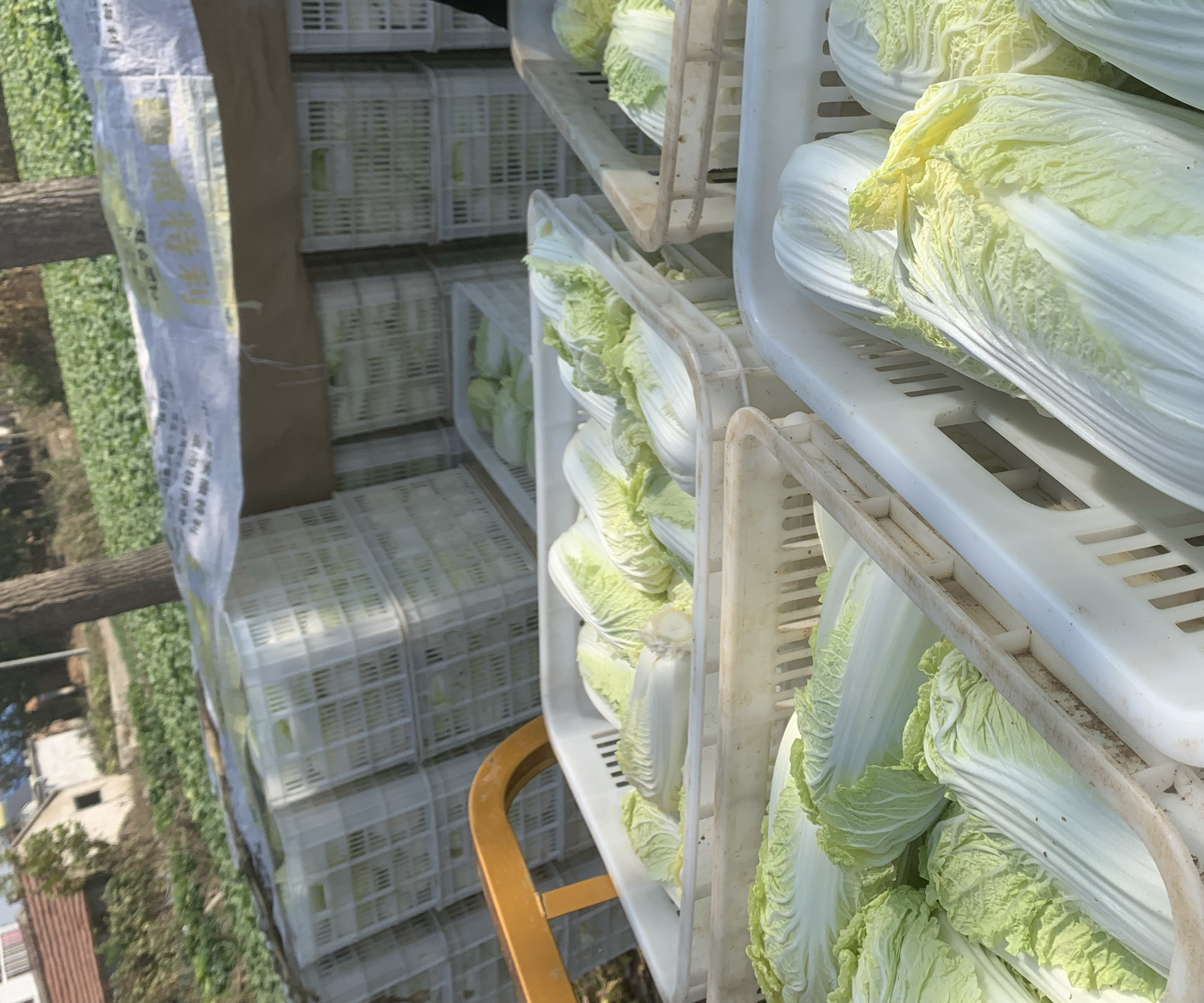 一组精包装的金童一号大娃娃菜摆放在大型连锁超市冷藏蔬菜区,外盒标注‘高原直供’‘非转基因’‘可追溯二维码’等信息,旁边配有促销价签和烹饪推荐海报,消费者正在选购,展示良好的终端动销状态 金童一号大娃娃菜在超市货架上的陈列效果