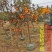 柿子树苗特大盆栽地栽镇宅树旺宅南方北方种植耐寒当年结果