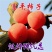 柿子树苗特大盆栽地栽镇宅树旺宅南方北方种植耐寒当年结果