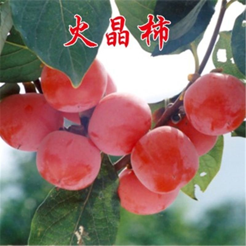 柿子树苗特大盆栽地栽镇宅树旺宅南方北方种植耐寒当年结果