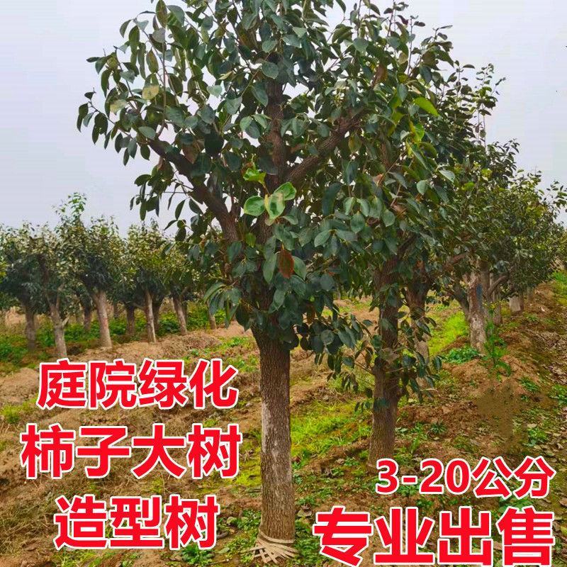 柿子树苗特大盆栽地栽镇宅树旺宅南方北方种植耐寒当年结果