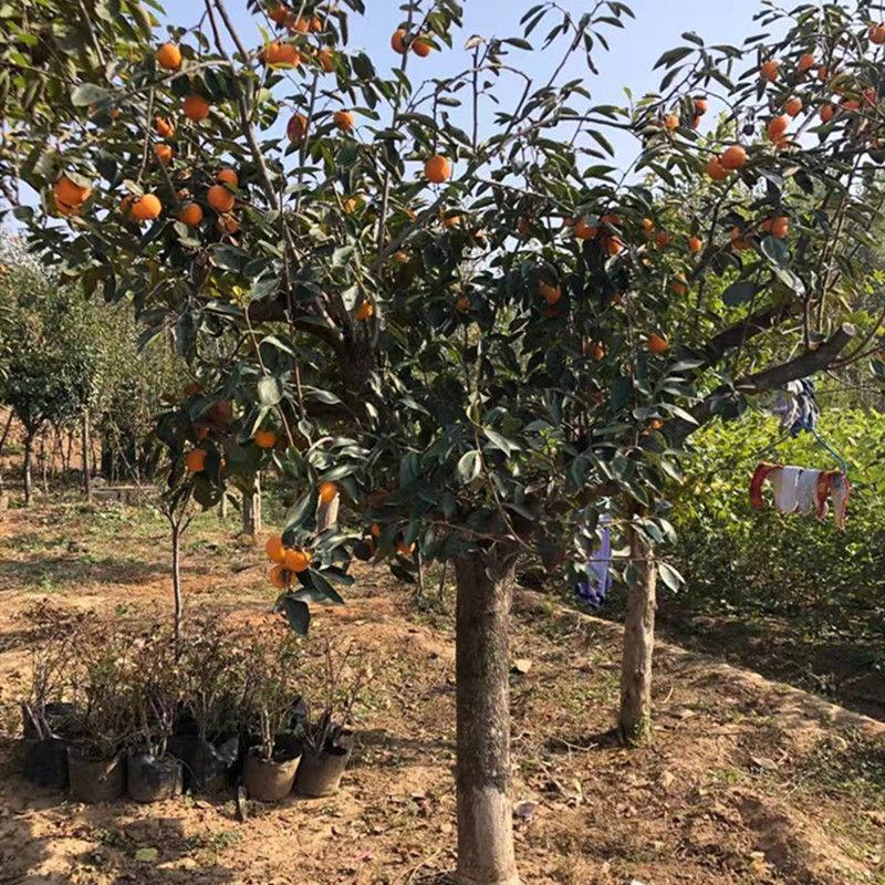 柿子树苗特大盆栽地栽镇宅树旺宅南方北方种植耐寒当年结果
