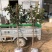 柿子树苗特大盆栽地栽镇宅树旺宅南方北方种植耐寒当年结果
