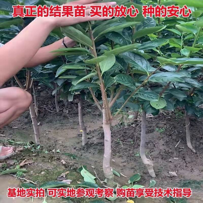 柿子树苗特大盆栽地栽镇宅树旺宅南方北方种植耐寒当年结果