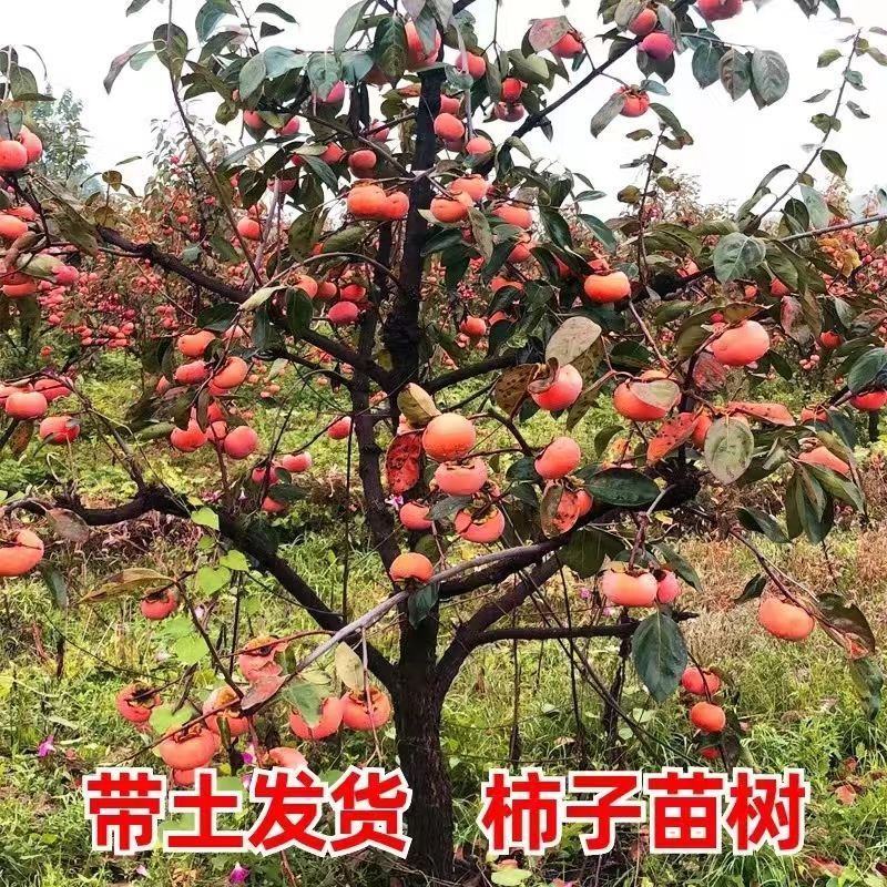 柿子树苗特大盆栽地栽镇宅树旺宅南方北方种植耐寒当年结果