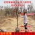 柿子树苗特大盆栽地栽镇宅树旺宅南方北方种植耐寒当年结果