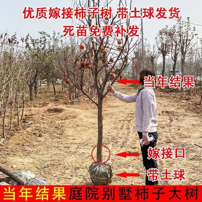 柿子树苗特大盆栽地栽镇宅树旺宅南方北方种植耐寒当年结果