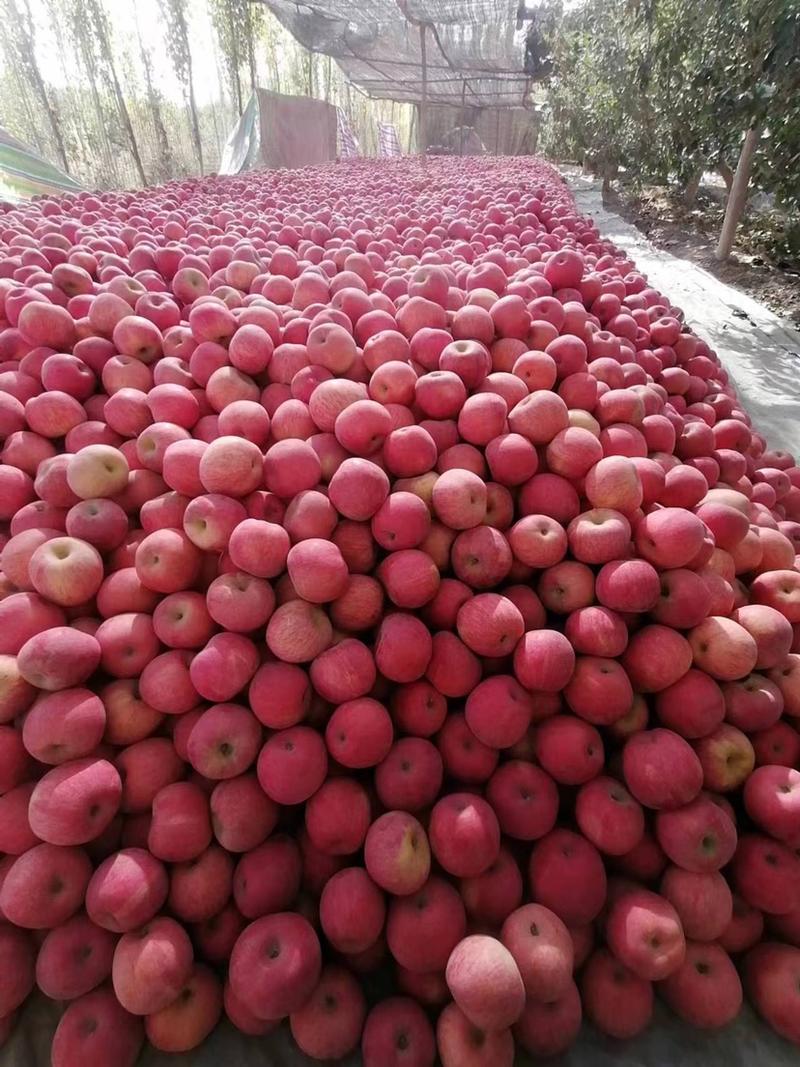 新疆阿克苏苹果，红富士，冰糖心，产地发货。