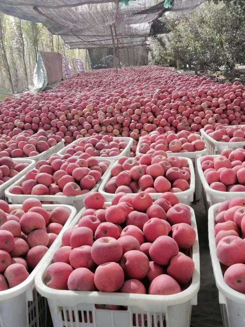 新疆阿克苏苹果，红富士，冰糖心，产地发货。