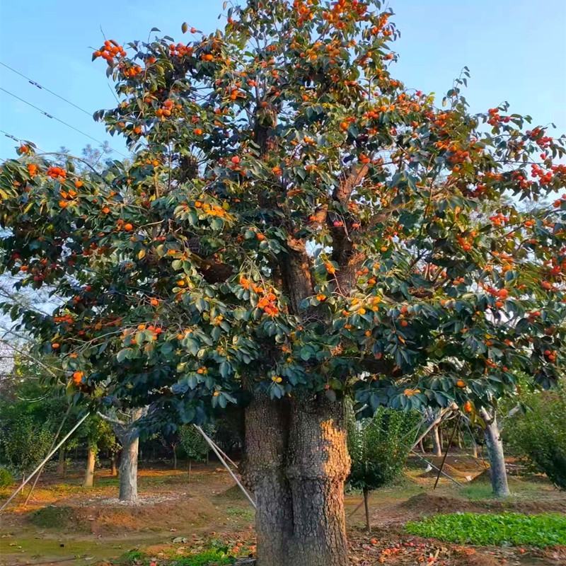 柿子树苗特大盆栽地栽镇宅树旺宅南方北方种植耐寒当年结果